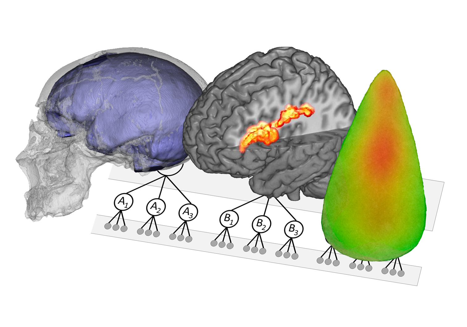 Elementos digitales en paleoneurología, neuroarqueología y arqueología cognitiva/ Emiliano Bruner