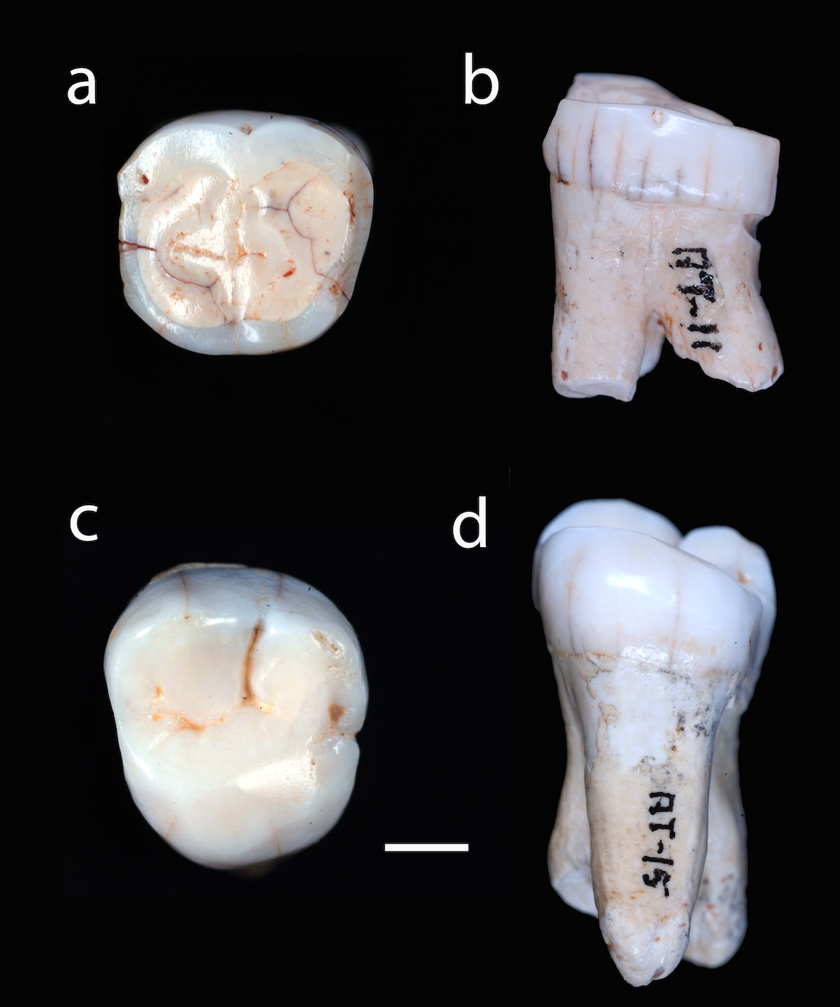 dos dientes de la Sima de los Huesos, AT-11 y AT-12/M. Modesto