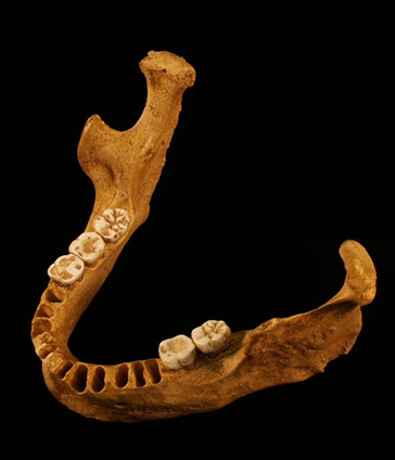 Oase mandible/S. Constantini