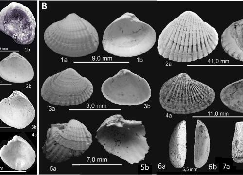 Conchas carbonatadas