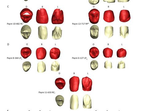 Human dental remains recovered from the Payre site (France) included in the study / Martín-Francés et al
