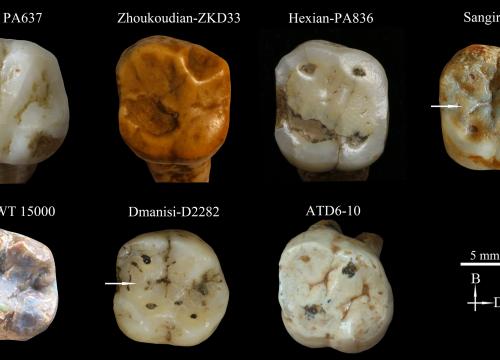 Comparison of the upper first molar of Meipu with other fossils from Africa, Asia and Europe/S. Xing et al