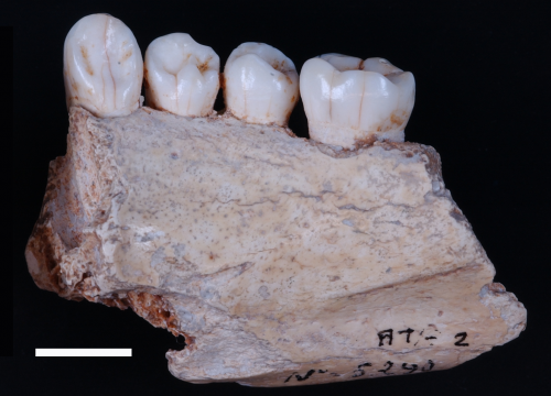 Mandíbula AT-2 de la Sima de los Huesos/M. Modesto
