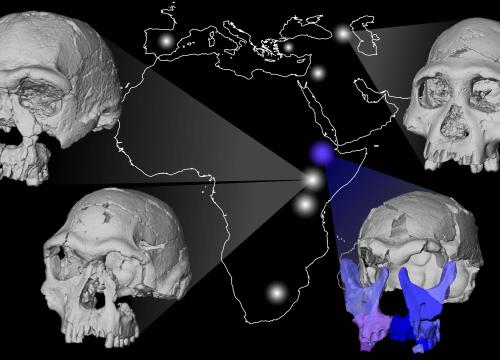 Reconstructed DAN5 cranium / Michael J. Rogers and Karen Baab