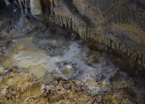 Detail of bear tracks from Honseca Cave/J. Rodríguez et al