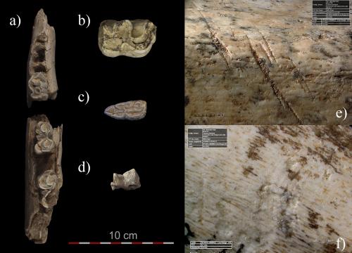 Restos faunísticos del Abrigo de Navalmaíllo/Abel Moclán