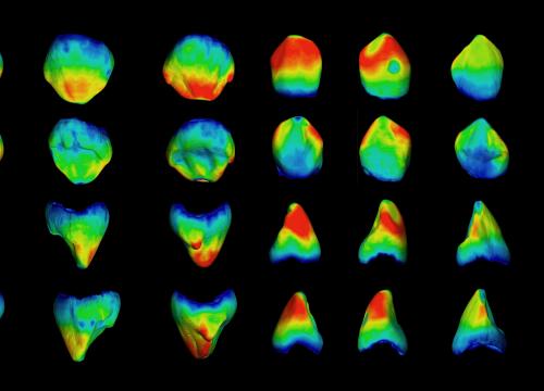 Deciduous canine enamel thickness map of current human populations and fossils/Cecilia García Campos