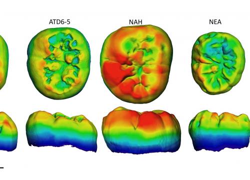 Distribución del grosor del esmalte en un molar superior de Sima de los Huesos comparado con H. antecessor, neandertal y humano moderno /Martín-Francés et al