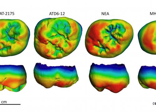 Distribución del grosor del esmalte en un molar inferior de Sima de los Huesos comparado con H. antecessor, espécimen de Tighenif y humano moderno Martín-Francés et al