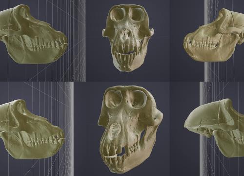 Scanned baboon skulls/Modesto-Mata et al