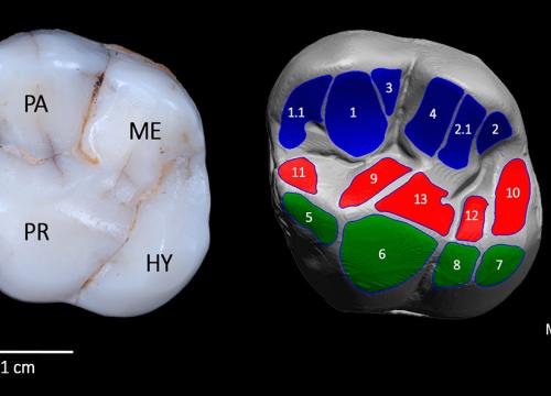 Molar superior de la Sima de los Huesos  AT-3177/L. Martín-Francés