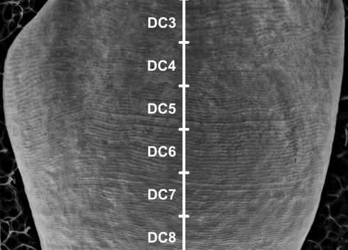 Perikymata/M. Modesto Mata et al