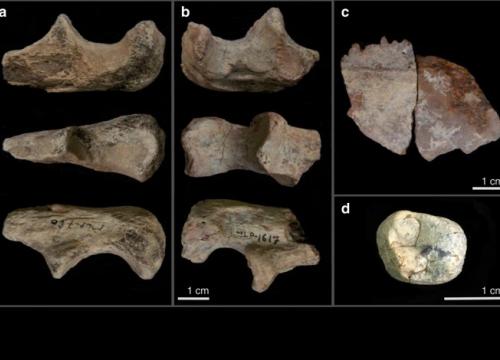  Hominin remains from the MLP area