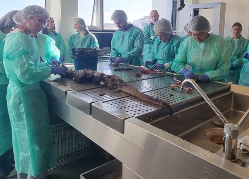 Taller práctico de Tafonomía/UCC+I CENIEH