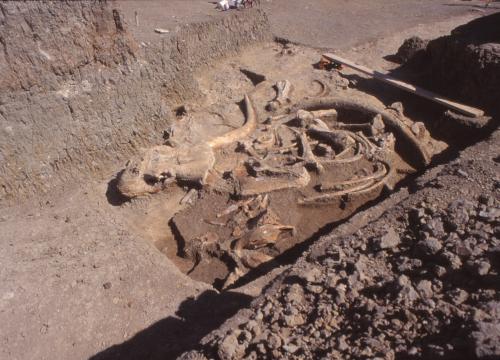 Primer estudio integral de cien años de excavaciones en Ambrona