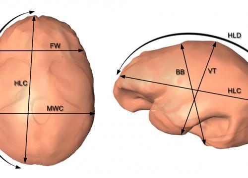 New study on the brain of Homo erectus