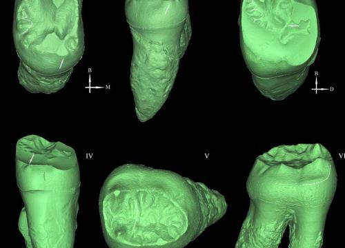 The mysterious Xujiayao hominin