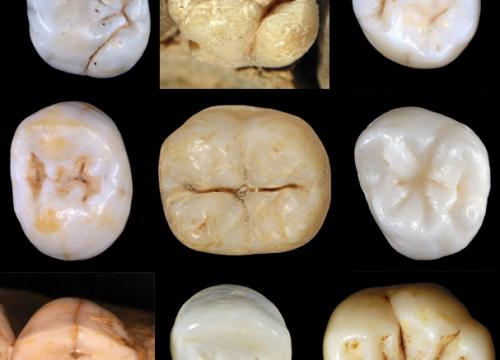 No known hominin is ancestor of Neanderthals and Sapiens