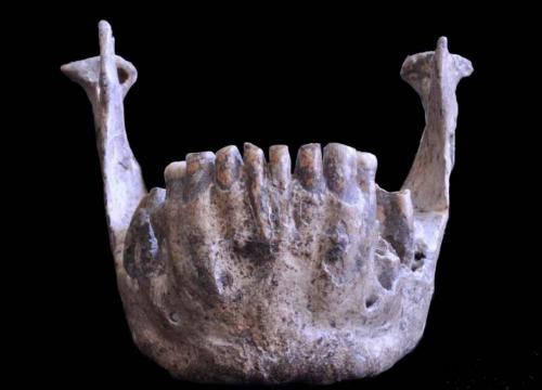 The variability of the Dmanisi Mandibles evidences the presence of several species