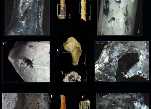 El CENIEH participa en el estudio tafonómico del yacimiento de la Grotte des Barasses II