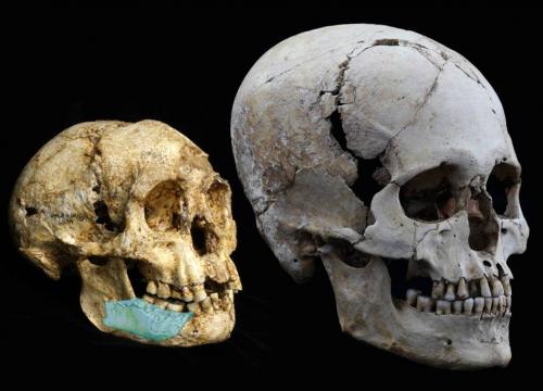  El CENIEH participa en la datación de los ancestros de Homo floresiensis