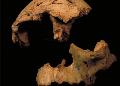 'Homo antecessor' ha llegado a su mayoría de edad