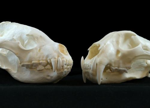 The absence of hominids in Atapuerca 600,000 years ago may be due to competition with other carnivores