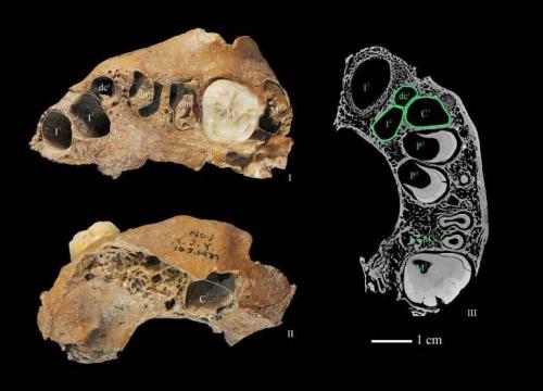 The mysterious Xujiayao hominin