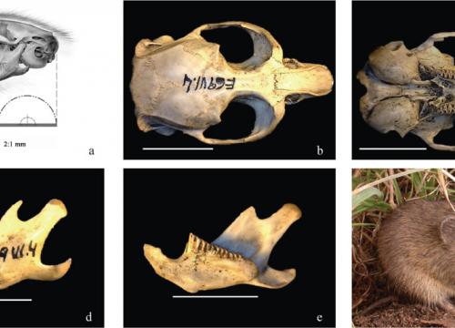 Oldest presence of the evole from Cabrera confirmed in Madrid, from 200,000 years ago