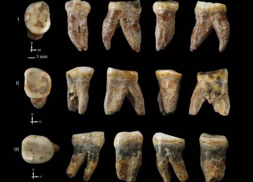 The mysterious Xujiayao hominin