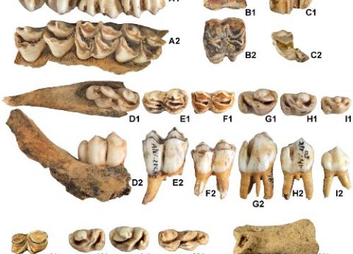 New evidence for the presence of reindeer on the Iberian Peninsula in the Pleistocene