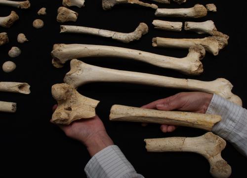 Se extrae ADN nuclear de fósiles humanos del Pleistoceno Medio en Atapuerca