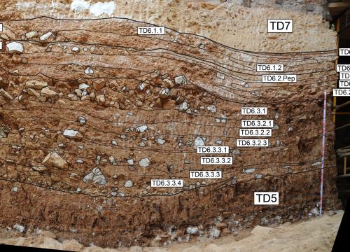 El nivel geológico de Homo antecessor muestra todos sus secretos