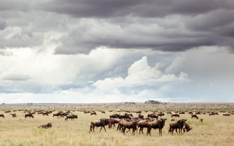 Manada de ñus en la sabana de Tanzania / Juan López Cantalapiedra