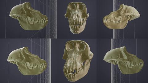 Scanned baboon skulls/Modesto-Mata et al