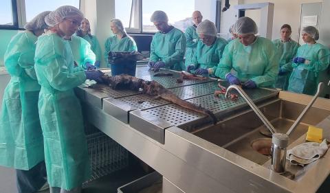 Taller práctico de Tafonomía/UCC+I CENIEH