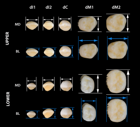 Deciduous teeth diameters/Martínez de Pinillos