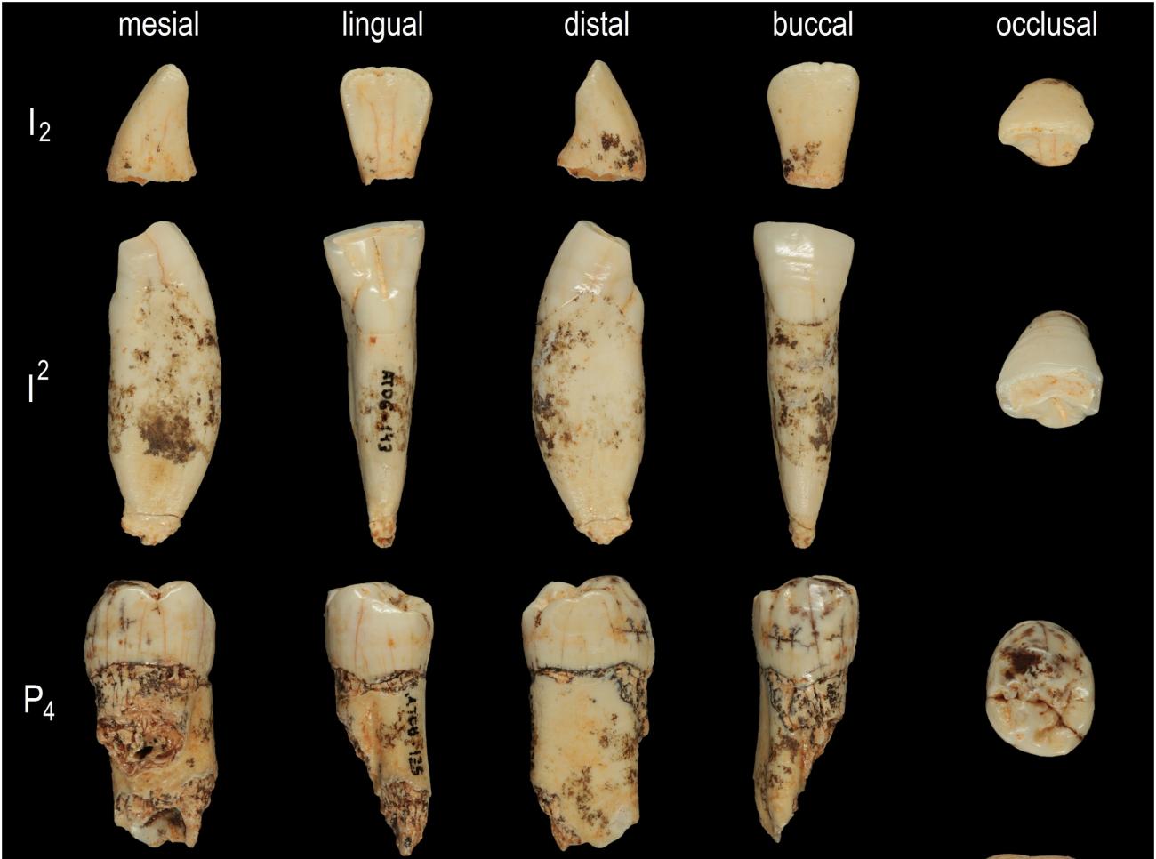 A new study of Homo antecessor teeth confirms its proximity to ...