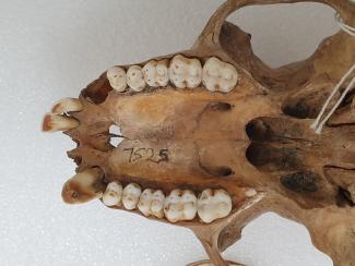 Foto Una nueva técnica de microtomografía computarizada utiliza los dientes para desvelar secretos óseos