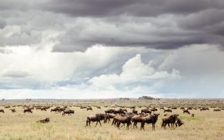 Manada de ñus en la sabana de Tanzania / Juan López Cantalapiedra