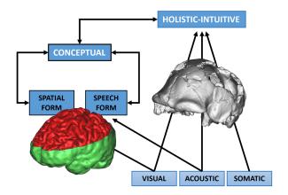 John Teasdale's subsystems model used in cognitive archaeology/Emiliano Bruner cognitiva)/Emiliano Bruner