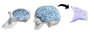 Digital reconstruction of skull and brain in chimpanzee and modern humans/E. Bruner