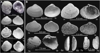 carbonate shells/Erturaç et al