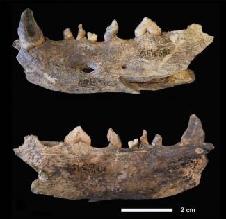 Two dog mandibles from the Neolithic period at Portalón/ Nohemi Sala