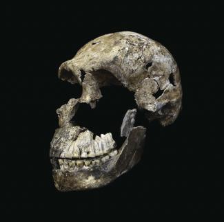 Craneo del Homo naledi "Neo" recientemente descubierto en la cavidad Lesedi. Creditos: Wits University/ John Hawks