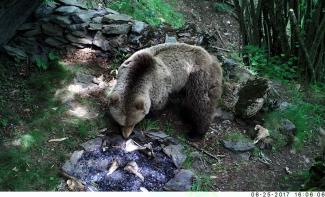 Imagen de oso procedente de photo/video-trap (No Glow Infrared Trail cameras)