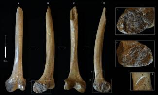 Neandertales devorados por carnívoros