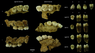 Dental remains from Biache-Saint-Vaast site/Martín-Francés et al