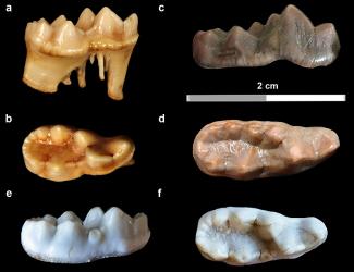 Teeth from badger/D. García Martínez