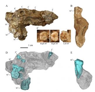 Ancient skull uncovered in China could be million-year-old Homo